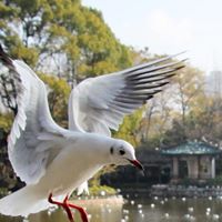 Lily Tse Photo 26