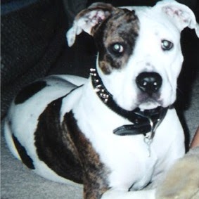 Tracy Pruitt Photo 39