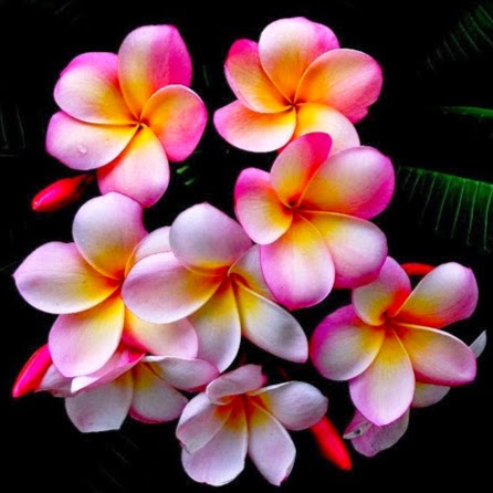 Beena Mathew Photo 18