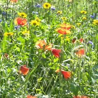 Eleanor Dawson Photo 12