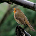 Robin Rains Photo 25