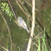 Robin Wilkinson Photo 4