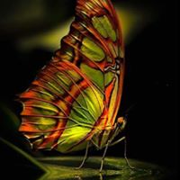 Marsha Browning Photo 22