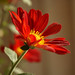 Sandra Flowers Photo 15