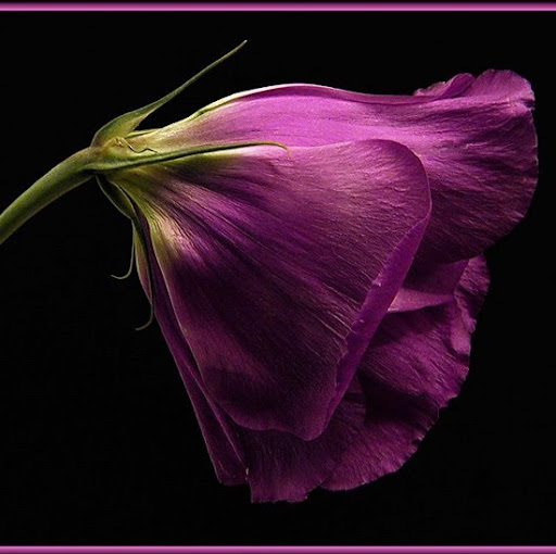 Susan Michaels Photo 40