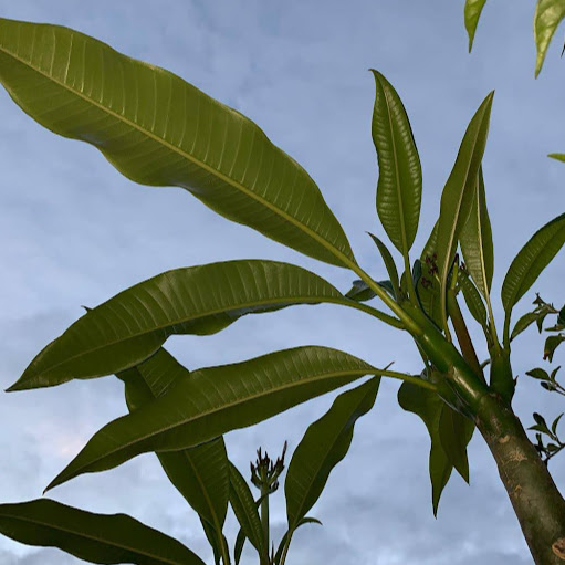 Andrea Rodriguez Photo 47