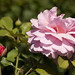 Alexandra Bloom Photo 27