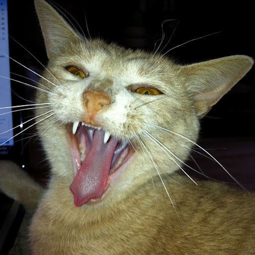 Cynthia Hays Photo 12