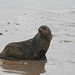 Elizabeth Seal Photo 22