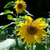 Linda Piper Photo 32