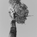 Walt Sharp Photo 8