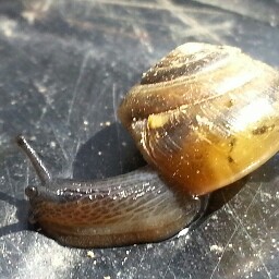 Lori Harper Photo 20