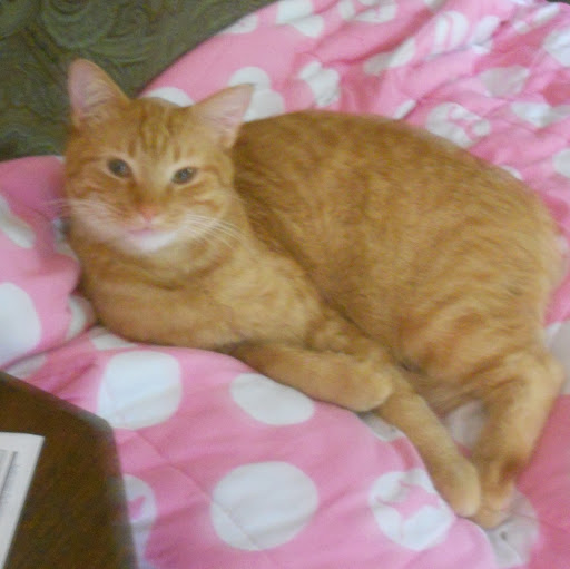 Robert Helms Photo 56 Robert Helms Photo 56