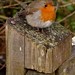 Robin Post Photo 20
