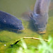 Stephen Carp Photo 11