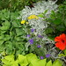 Dusty Miller Photo 15