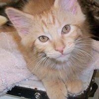 Janet Goforth Photo 8