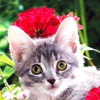 Nancy Shivers Photo 20