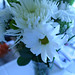 Trish Whiting Photo 16
