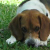 David Addis Photo 47