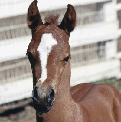 Adelina Smith Photo 2