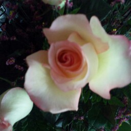 Michelle Hopkins Photo 22