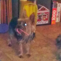 Roger Benoit Photo 7