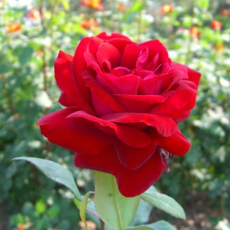 Kamaljit Kaur Photo 33