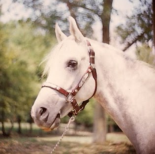 Barbara Howell Photo 18