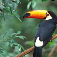 Ron Harding Photo 44