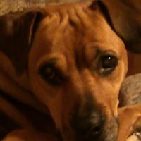 Tracy Zeigler Photo 4