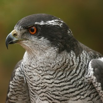 John Petrella Photo 3