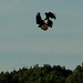 Virginia Crow Photo 15