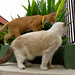 Julie Goins Photo 20