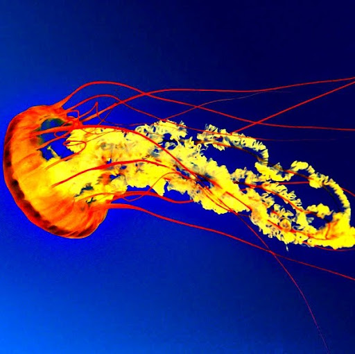 Jimmy Graham Photo 39 Jimmy Graham Photo 39