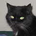 Kitty Carter Photo 31