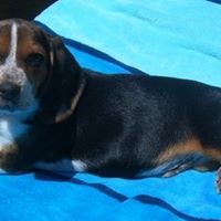 Stanley Strong Photo 8