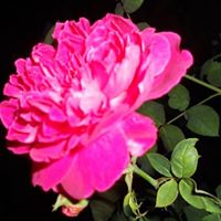 Cheng Chen Photo 38