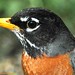 Robin Michael Photo 42