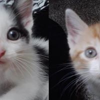 Randy Rogers Photo 23