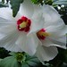 Sharen Rose Photo 13
