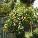 Julie Lemon Photo 28