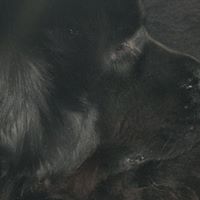 Elizabeth Cotter Photo 15