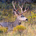 Sandra Buck Photo 18