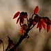 Jean Noyer Photo 9