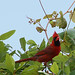 Michelle Cardinal Photo 24