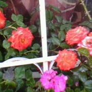 Erica Tapia Photo 28