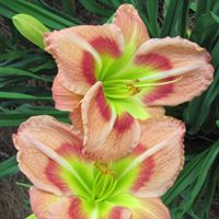 Nancy Jernigan Photo 6