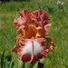 Sue Beard Photo 30