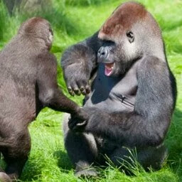 Nick Anthony Photo 15